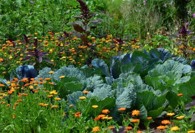 jardin potager