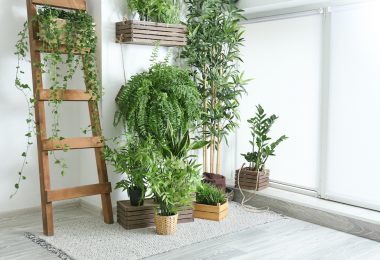 plante-dinterieur