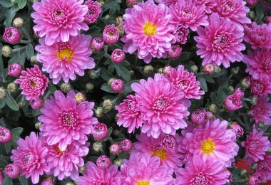 Chrysanthème